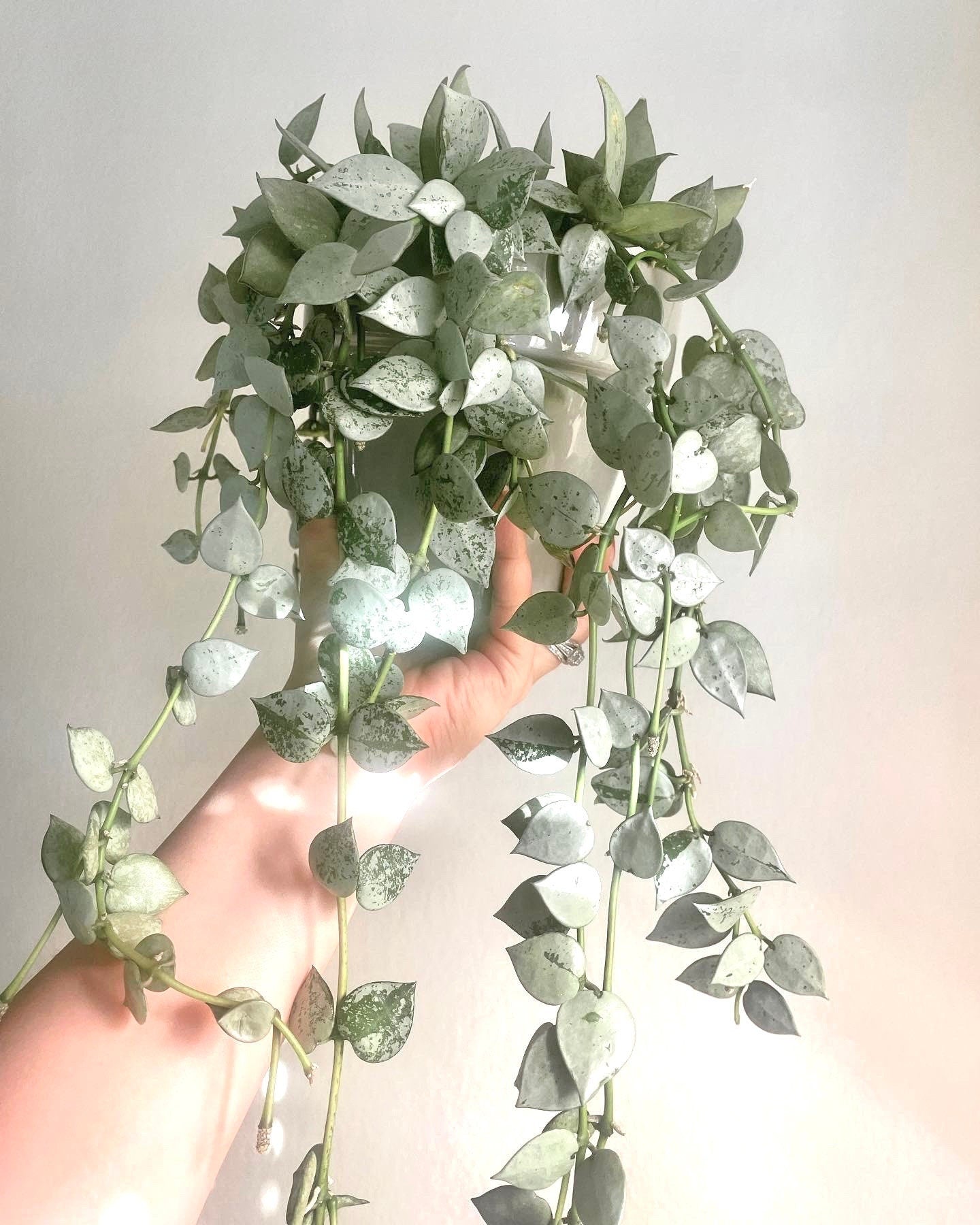 Hoya Krohniana super silver 4” plant **(ALL plants require you to purchase ANY 2 plants!)**