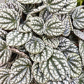Peperomia Burbella starter plant **(ALL plants require you to purchase ANY 2 plants!)**