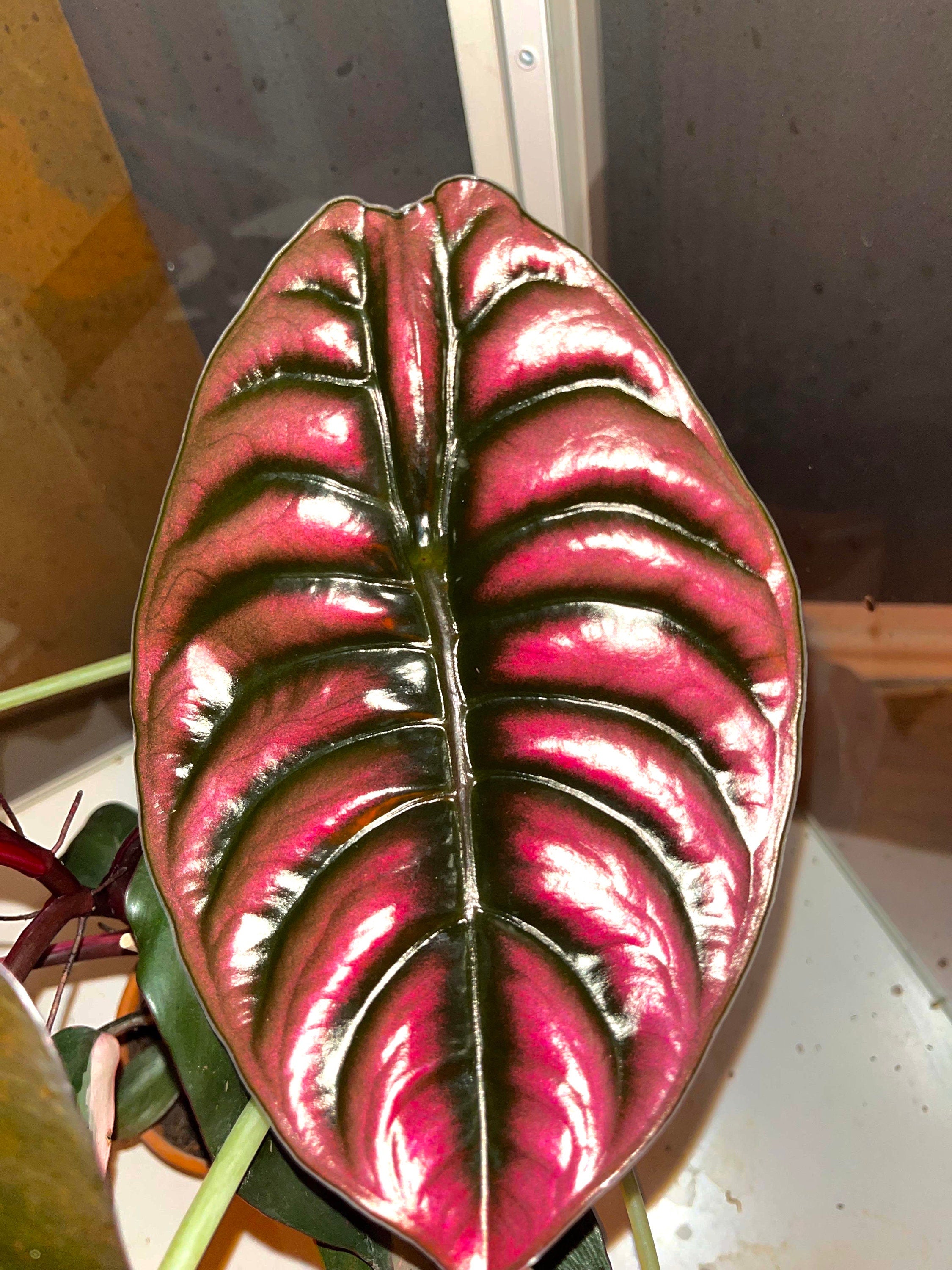 Alocasia Cuprea Red secret starter plant **(ALL plants require you to purchase ANY 2 plants!)**