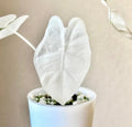 Alocasia Variegated Albo Frydek starter plant **(ALL plants require you to purchase ANY 2 plants!)**