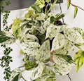 Pothos Marble Queen 4” plant **(ALL plants require you to purchase ANY 2 plants!)**