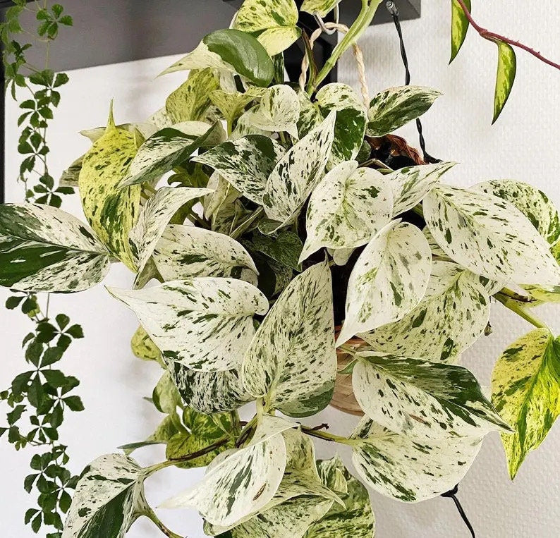 Pothos Marble Queen 4” plant **(ALL plants require you to purchase ANY 2 plants!)**