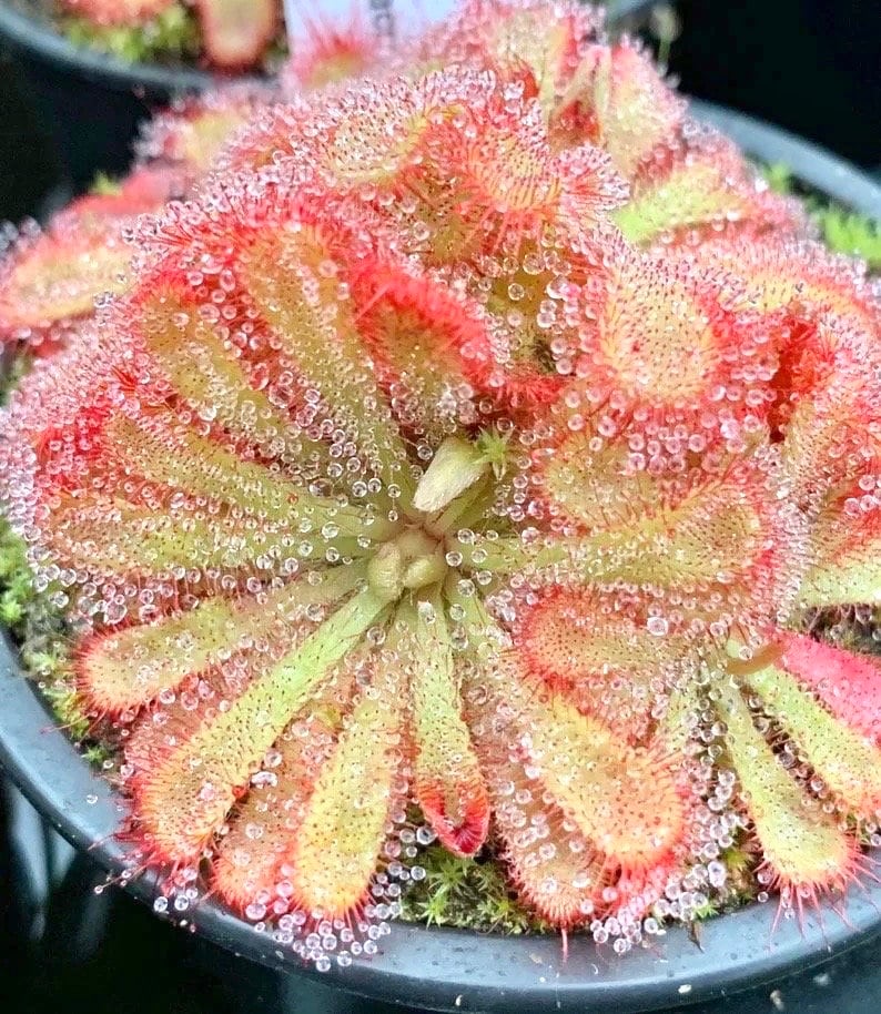 Drosera Alicae starter plant **(ALL plants require you to purchase ANY 2 plants!)**