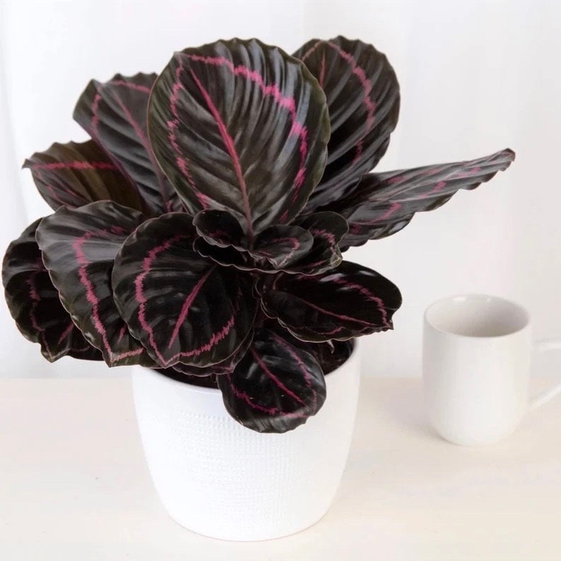 Calathea Dottie starter plant **(ALL plants require you to purchase ANY 2 plants!)**