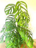 Monstera Esqueleto non TC 4” plant **(ALL plants require you to purchase ANY 2 plants!)**