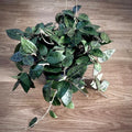 Hoya Krohniana Black 2” plant **(ALL plants require you to purchase ANY 2 plants!)**