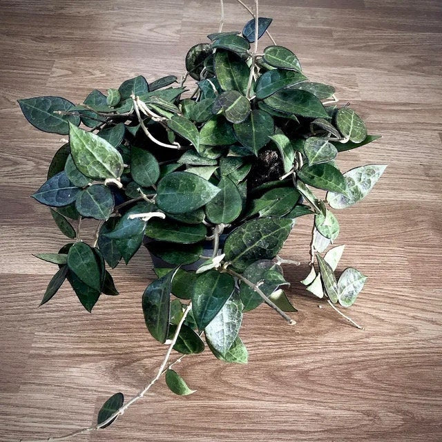 Hoya Krohniana Black 2” plant **(ALL plants require you to purchase ANY 2 plants!)**