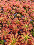 Drosera Var. Lovellae starter plant **(ALL plants require you to purchase ANY 2 plants!)**