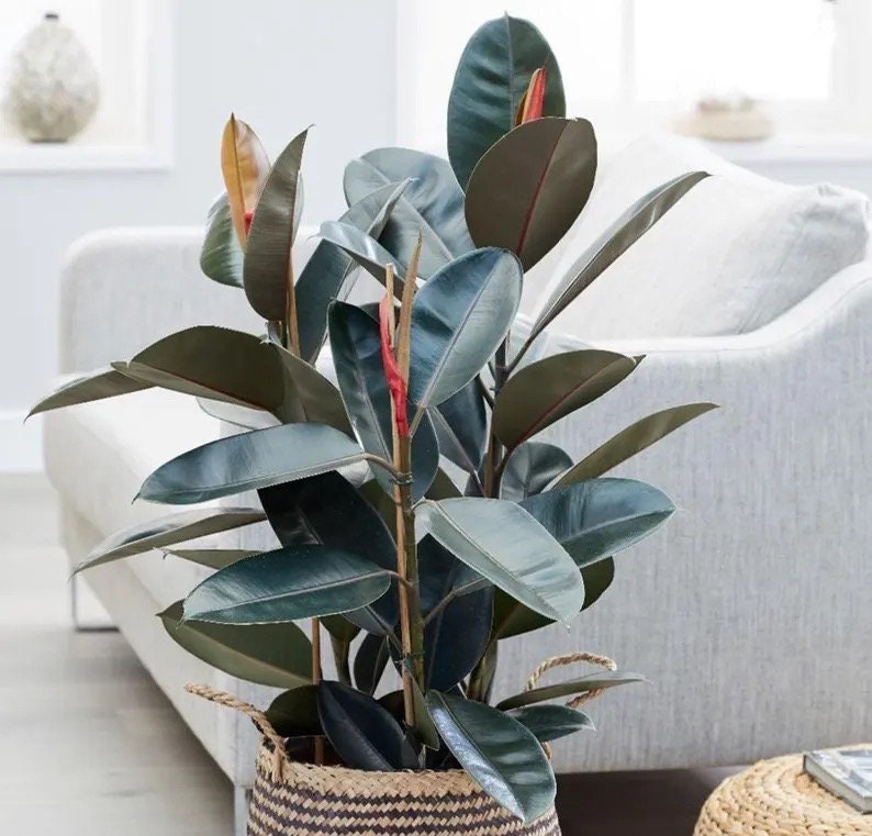 Ficus Abidjan rubber tree starter plant **(ALL plants require you to purchase ANY 2 plants!)**