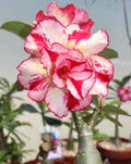 Desert rose vb288 “adenium Obesum” rare flower Starter Plant (ALL STARTER PLANTS require you to purchase 2 plants!)