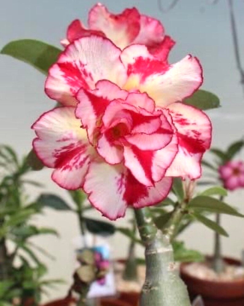 Desert rose vb288 “adenium Obesum” rare flower Starter Plant (ALL STARTER PLANTS require you to purchase 2 plants!)