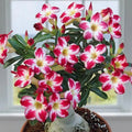 Desert rose adenium obesum “little panda” starter plant **(ALL plants require you to purchase ANY 2 plants!)**