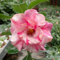 Desert rose ce-02 adenium obesum flower starter plant **(ALL plants require you to purchase ANY 2 plants!)**
