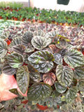 Peperomia Caperata brown “chocolate” 4” plant **(ALL plants require you to purchase ANY 2 plants!)**