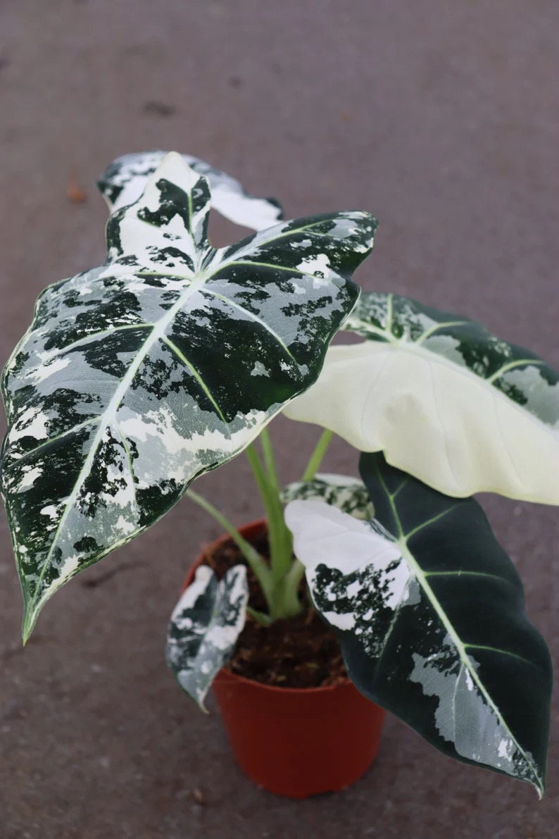 Alocasia Variegated Frydek starter plant **(ALL plants require you to purchase ANY 2 plants!)**