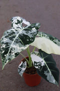 Alocasia Variegated Frydek Large  20 pack
