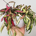 Hoya Wayetti Variegated tricolor 4” plant **(ALL plants require you to purchase ANY 2 plants!)**