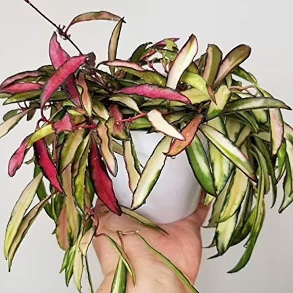 Hoya Wayetti Variegated tricolor 4” plant **(ALL plants require you to purchase ANY 2 plants!)**