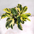 Calathea Yellow fusion 4” multistem plant **(ALL plants require you to purchase ANY 2 plants!)**