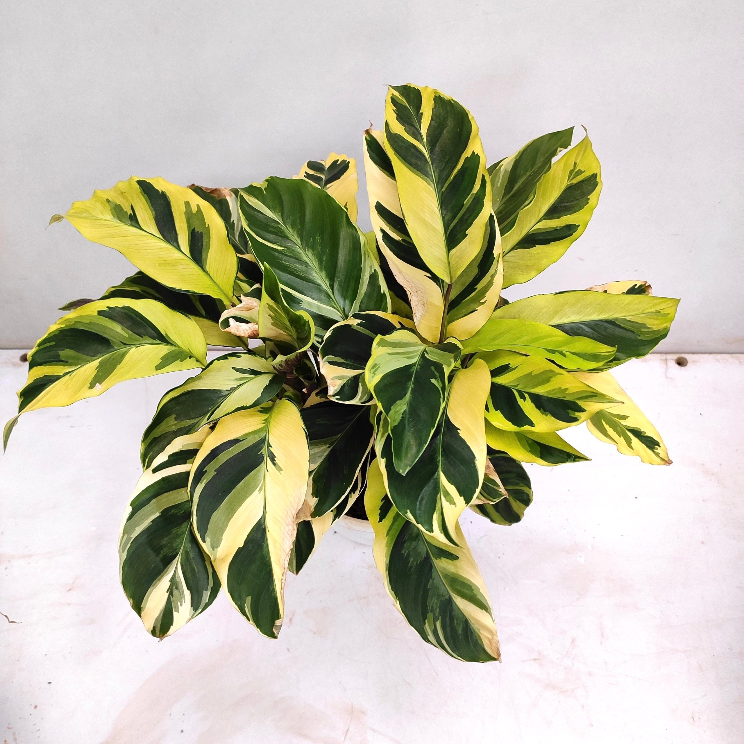 Calathea Yellow fusion starter plant **(ALL plants require you to purchase ANY 2 plants!)**