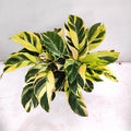 Calathea Yellow fusion 2” plant **(ALL plants require you to purchase ANY 2 plants!)**