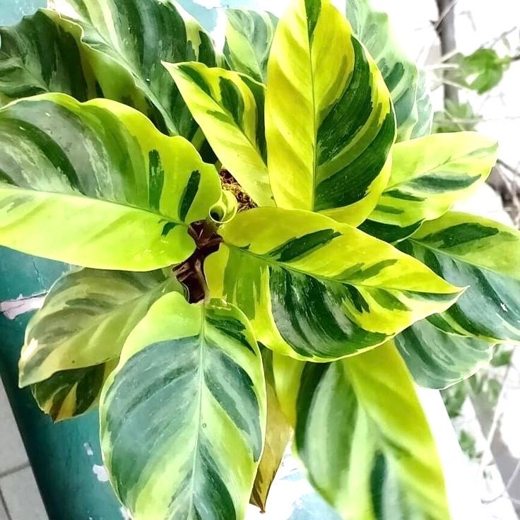 Calathea Louisae Thai beauty starter plant **(ALL plants require you to purchase ANY 2 plants!)**