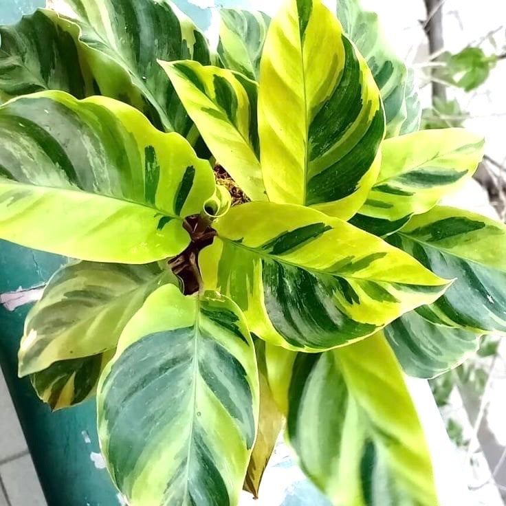Calathea Louisae Thai beauty 4” plant **(ALL plants require you to purchase ANY 2 plants!)**