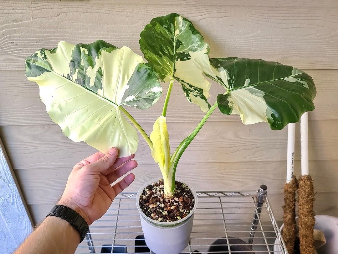 Alocasia Macrorrhiza variegated albo rare 4” plant **(ALL plants require you to purchase ANY 2 plants!)**