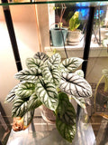 Alocasia Silver Dragon 2” plant **(ALL plants require you to purchase ANY 2 plants!)**