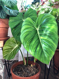 Philodendron Pastazanum starter plant **(ALL plants require you to purchase ANY 2 plants!)**