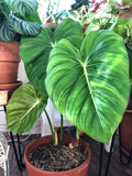Philodendron Pastazanum silver large leaf form 2” plant **(ALL plants require you to purchase ANY 2 plants!)**
