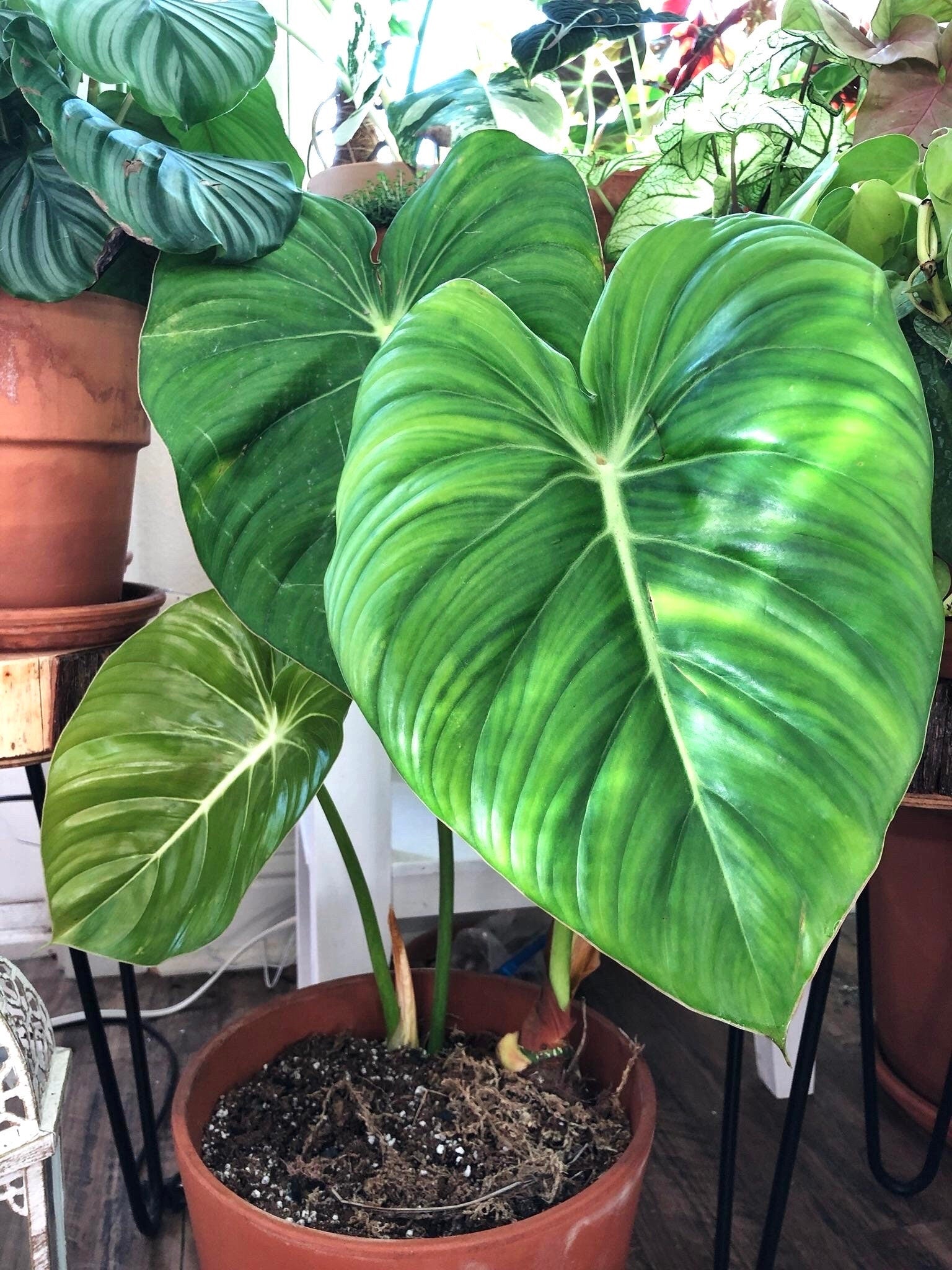 Philodendron Pastazanum silver large leaf form 2” plant **(ALL plants require you to purchase ANY 2 plants!)**