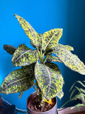 Diffenbachia Reflector starter plant (perfect for low light home) **(ALL plants require you to purchase ANY 2 plants!)**