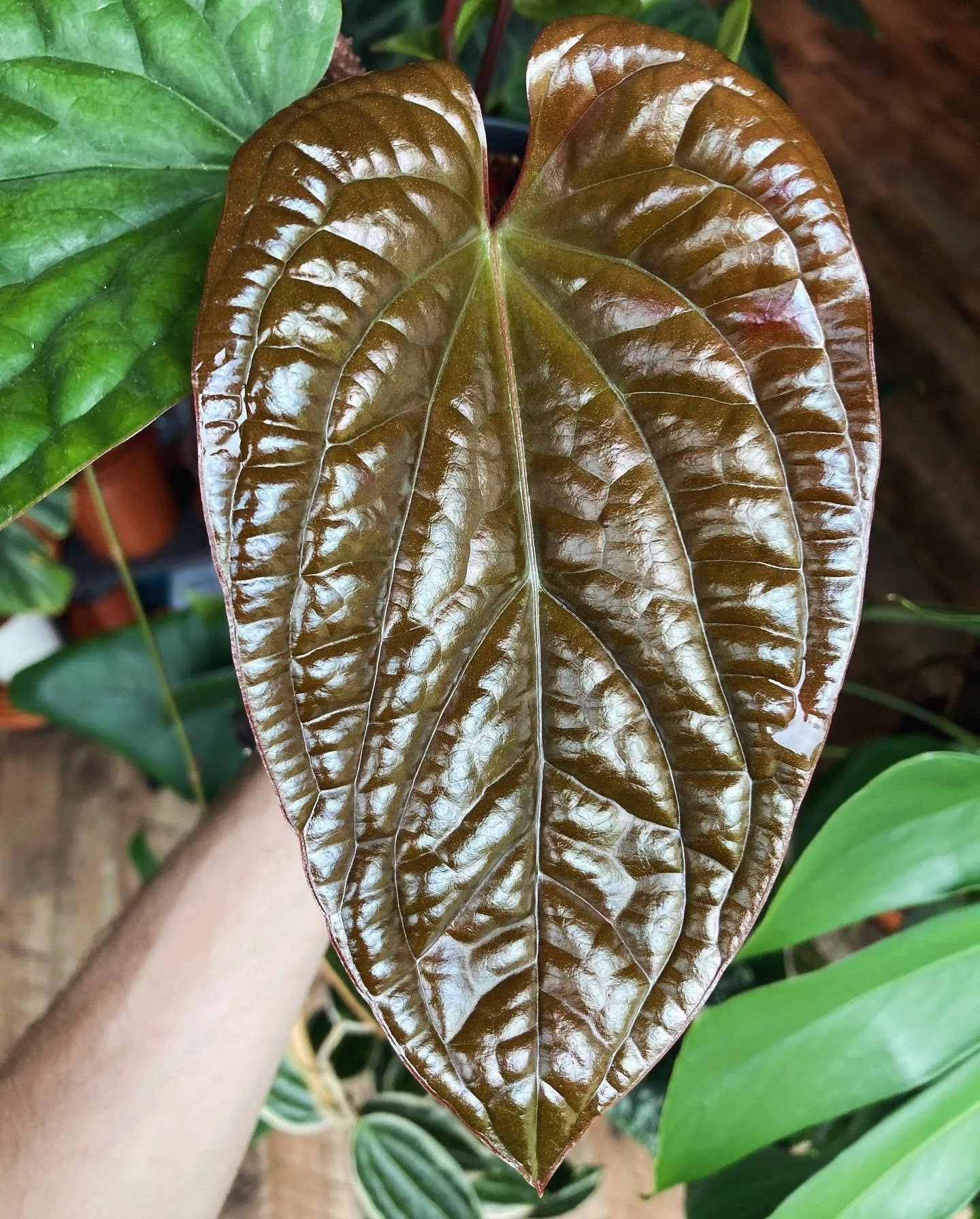 Anthurium Radicans X Luxurians rare red leaf starter plant **(ALL plants require you to purchase ANY 2 plants!)**