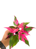 Alternanthera party time starter plant **(ALL plants require you to purchase ANY 2 plants!)**