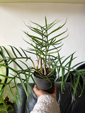 Philodendron Tortum starter plant **(ALL plants require you to purchase ANY 2 plants!)**