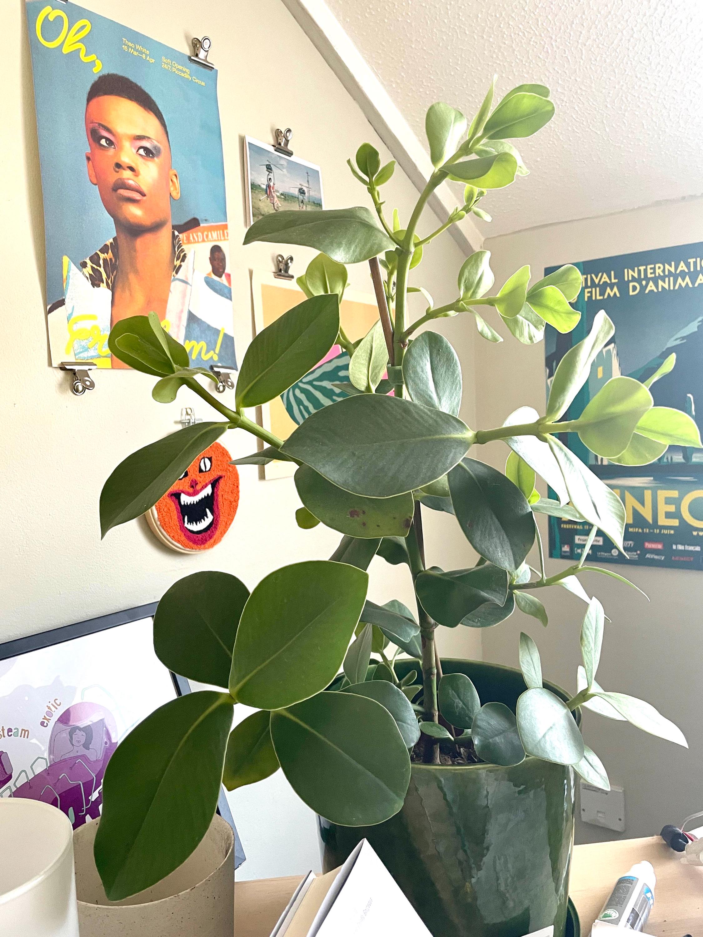 Clusia Rosea Princess “autograph tree” starter plant **(ALL plants require you to purchase ANY 2 plants!)**