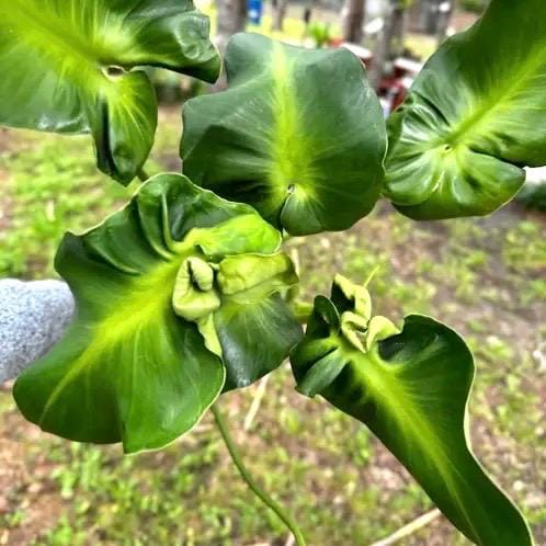 Philodendron Rugosum Aberrant form “pigskin” 2” plant **(ALL plants require you to purchase ANY 2 plants!)**