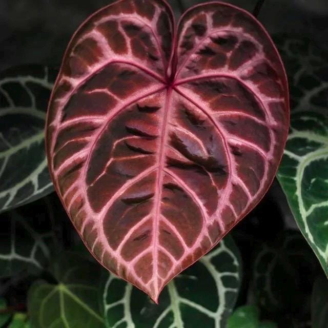 Anthurium Crystallinum Red starter plant **(ALL plants require you to purchase ANY 2 plants!)**
