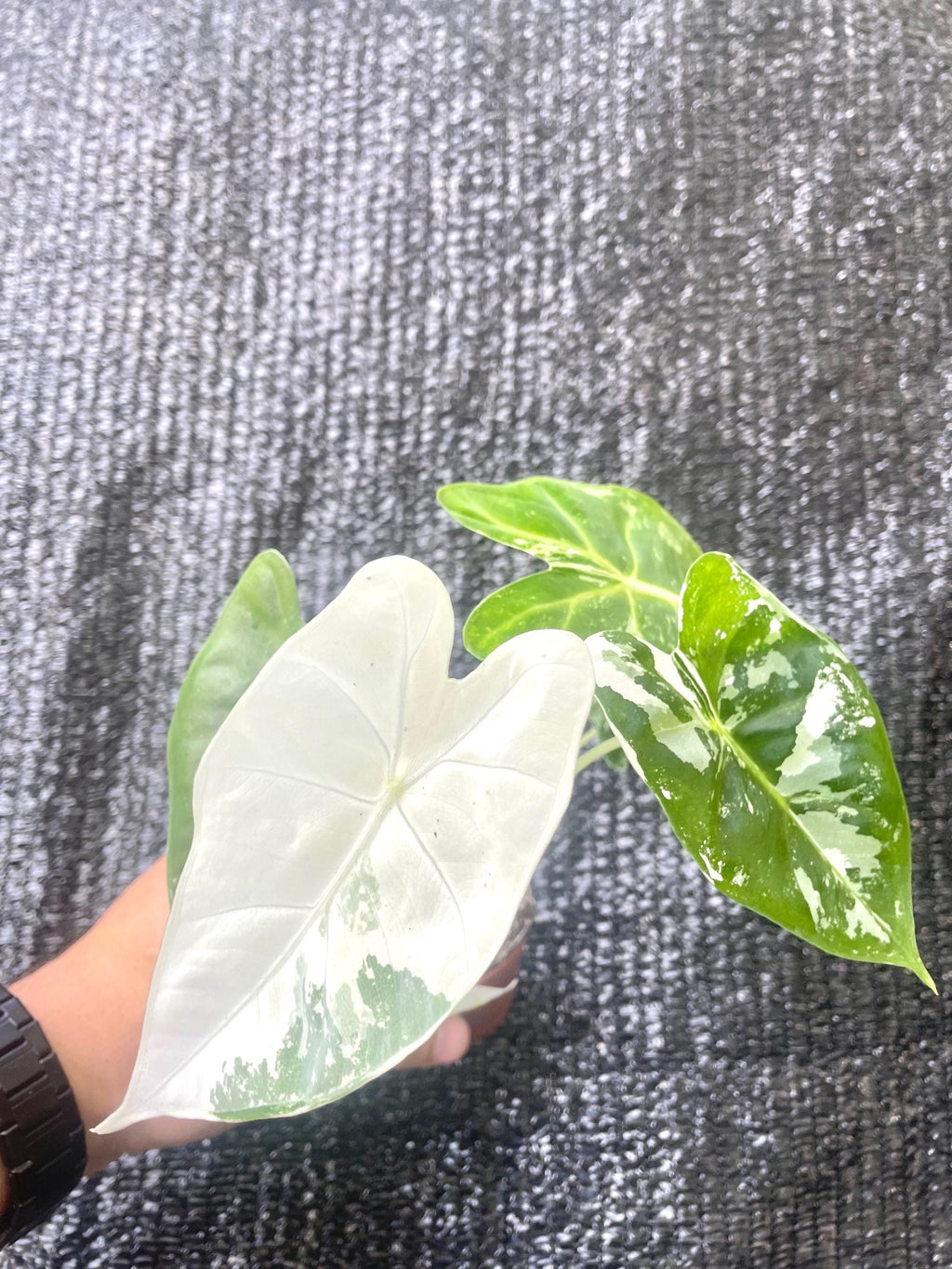 Alocasia Variegated Frydek 2” plant **(ALL plants require you to purchase ANY 2 plants!)**