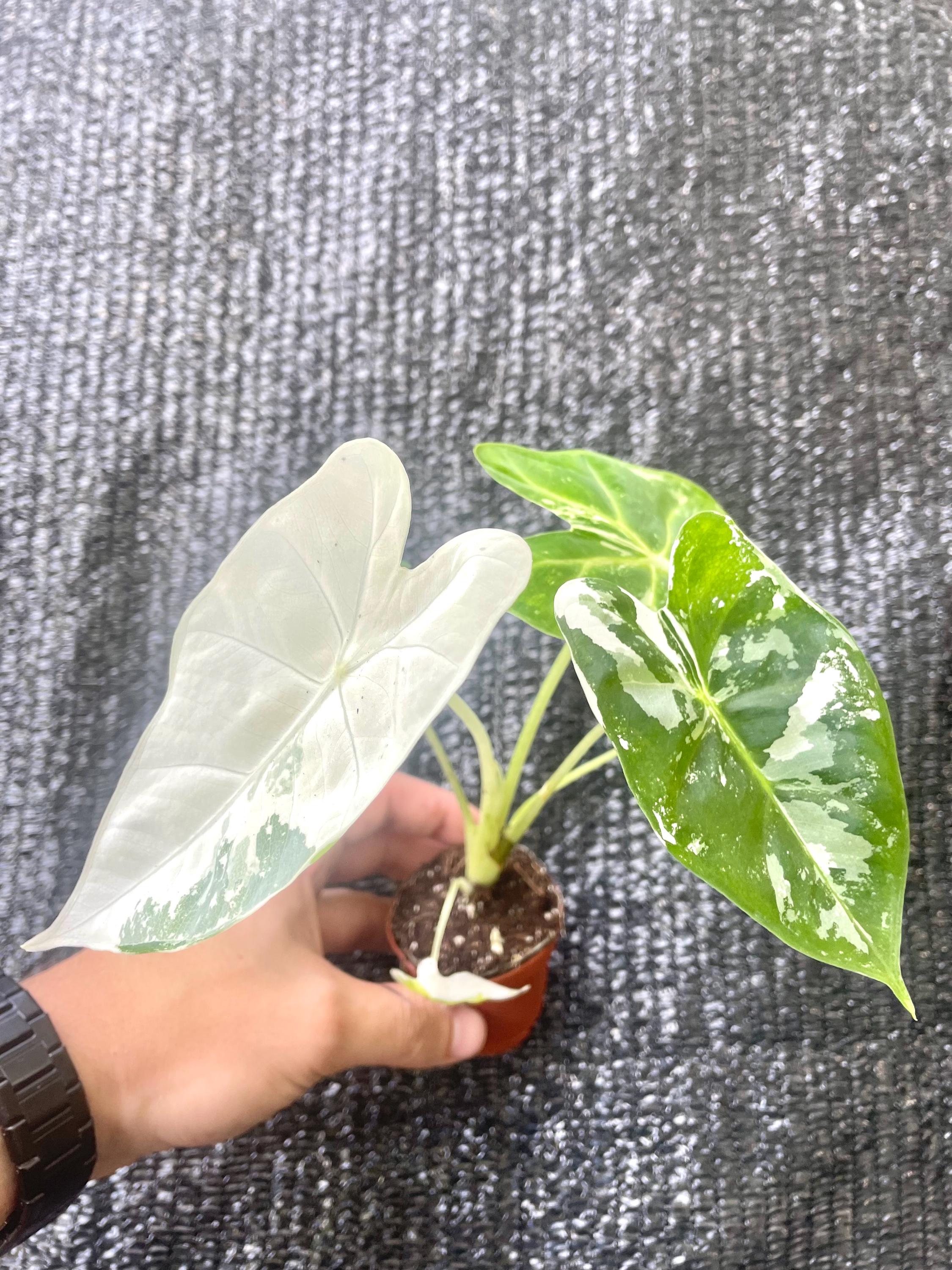 Alocasia Variegated Frydek 2” plant **(ALL plants require you to purchase ANY 2 plants!)**