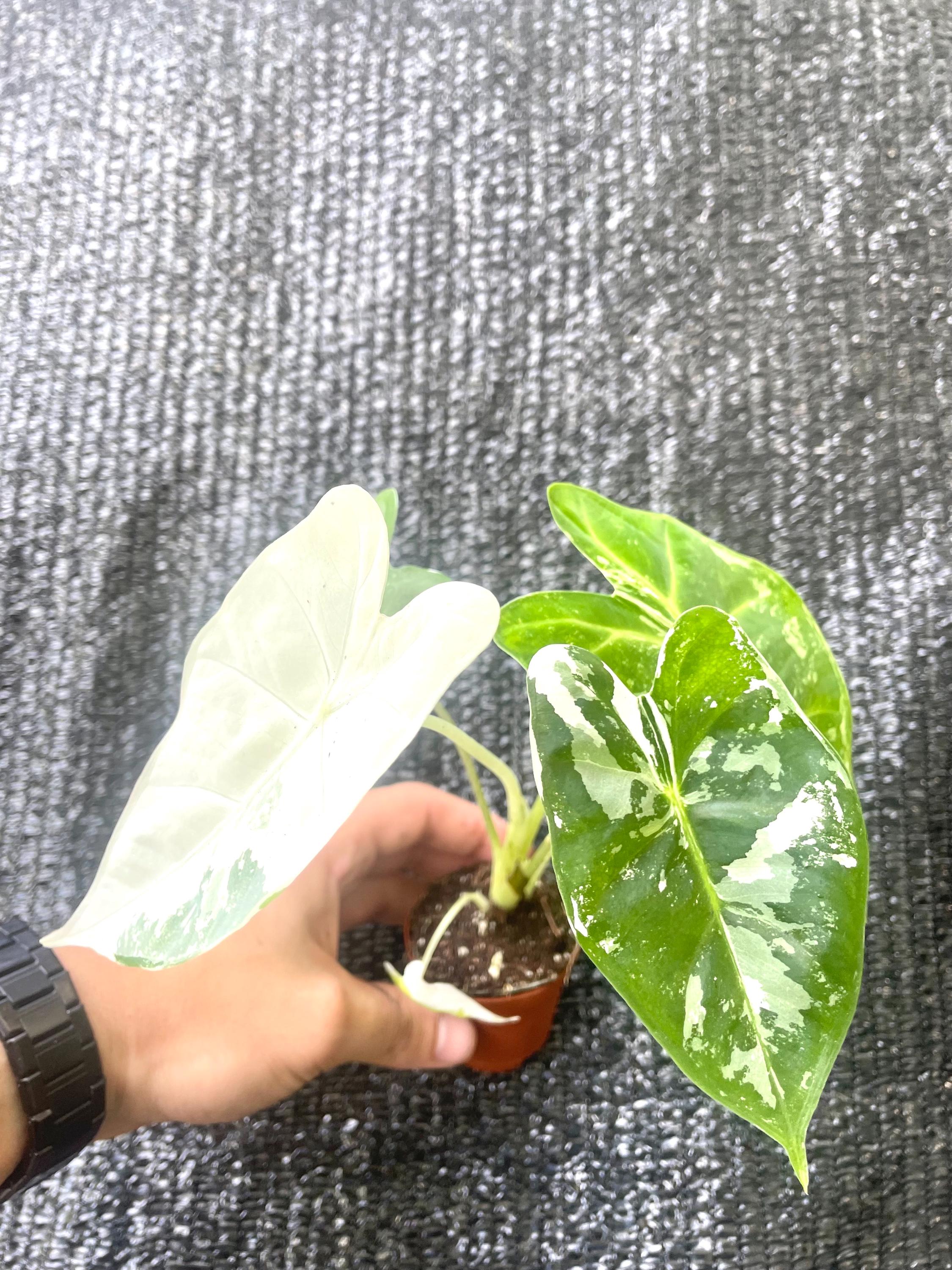 Alocasia Variegated Frydek 2” plant **(ALL plants require you to purchase ANY 2 plants!)**