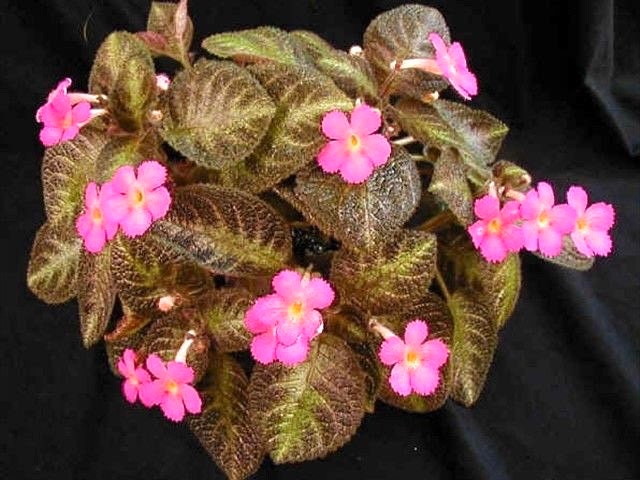 Episcia pink panther flowering African violet starter plant **(ALL plants require you to purchase ANY 2 plants!)**
