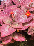 Episcia pink strawberry mist variegated flowering African violet 2” plant **(ALL plants require you to purchase ANY 2 plants!)**