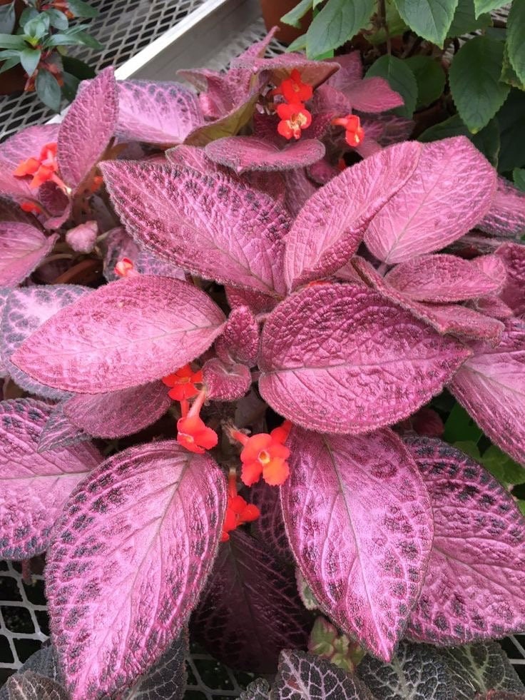 Episcia pink Alice Aussie’s variegated flowering African violet 2” plant **(ALL plants require you to purchase ANY 2 plants!)**
