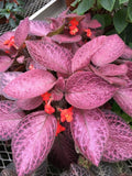 Episcia pink Alice Aussie’s variegated flowering African violet starter plant **(ALL plants require you to purchase ANY 2 plants!)**