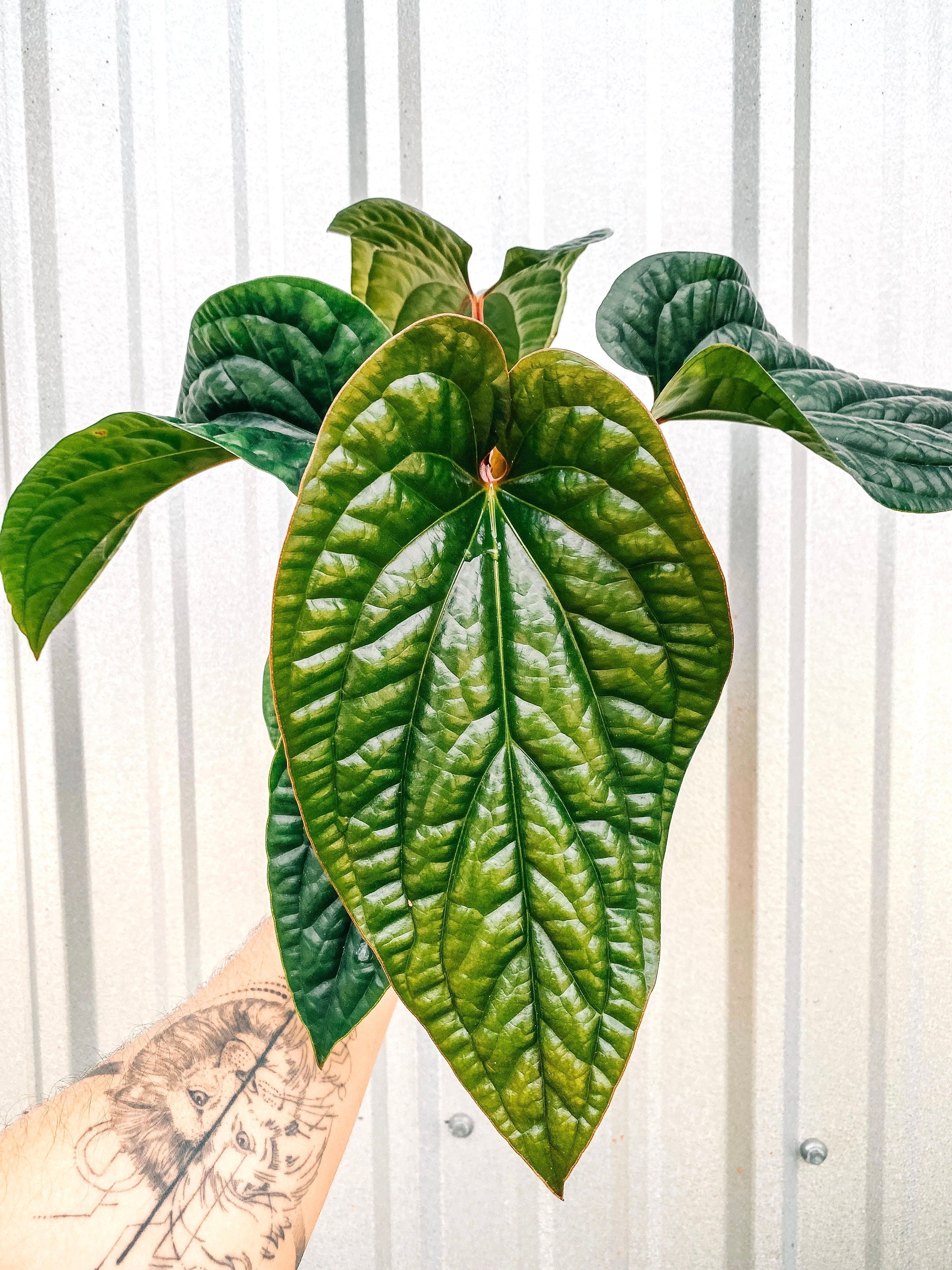 Anthurium Radicans X Luxurians rare starter plant **(ALL plants require you to purchase ANY 2 plants!)**