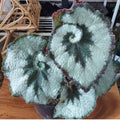 Begonia Rex escargot starter plant **(ALL plants require you to purchase ANY 2 plants!)**