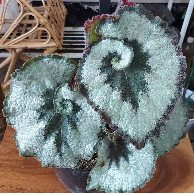 Begonia Rex escargot starter plant **(ALL plants require you to purchase ANY 2 plants!)**