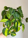 Philodendron “Brasil” vining  starter plant **(ALL plants require you to purchase ANY 2 plants!)**